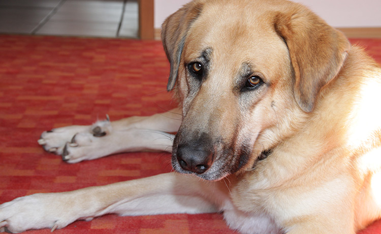 Workshop 1. Hilfe am Hund - Hundeschulkonzepte